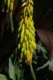 Aloe striatula RCP6-2014 216.JPG